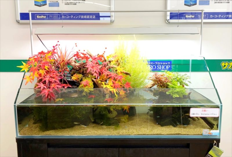 秋の紅葉レイアウト!120cmアクアテラリウム水槽レンタル 水槽画像2