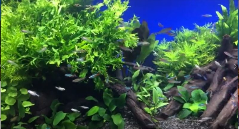 YouTube撮影用 美しい淡水魚水槽をご覧ください 水槽画像3