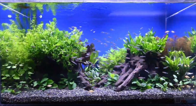 YouTube撮影用 美しい淡水魚水槽をご覧ください 水槽画像1
