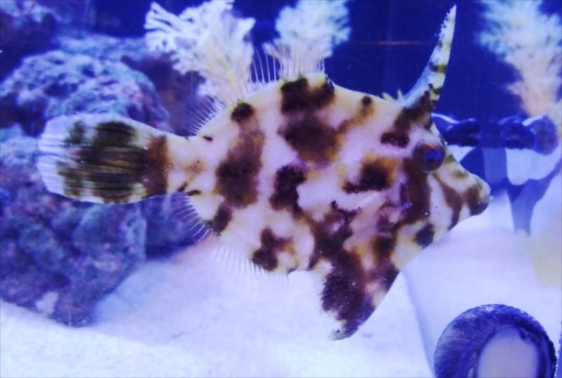 ホテルのエントランス 120cm海水魚水槽 レンタル事例 その後 水槽画像3