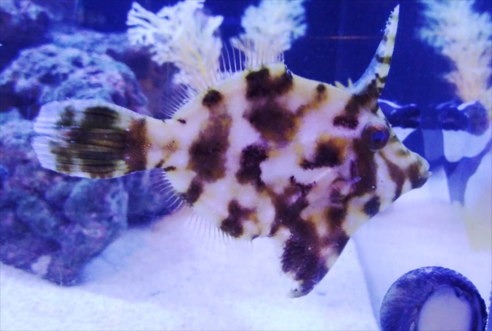 ホテル　120cm海水魚水槽　熱帯魚画像