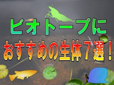 ビオトープにおすすめの生体7選！飼いやすい魚・エビ・貝をまとめました