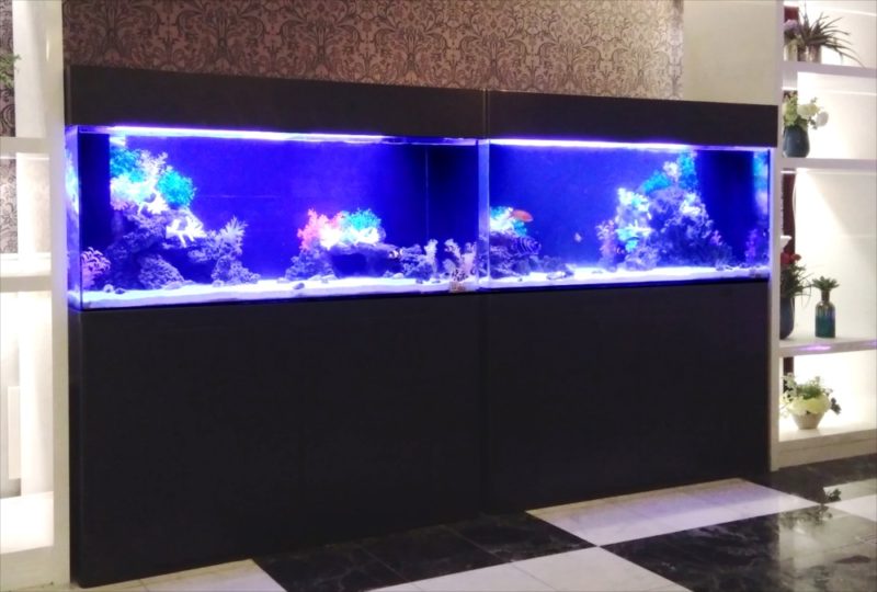 ホテルのエントランス 120cm海水魚水槽 レンタル事例 その後 水槽画像4