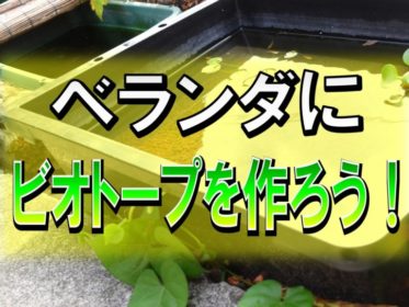 ベランダにビオトープを作ろう！作り方をご紹介！マンションでも作れます