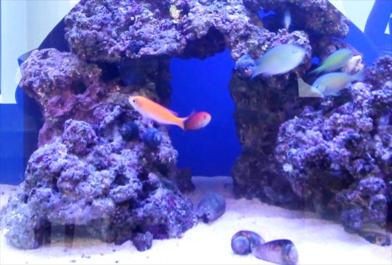 個人宅 60cm海水魚水槽 販売・メンテナンス事例 世田谷区 水槽画像5
