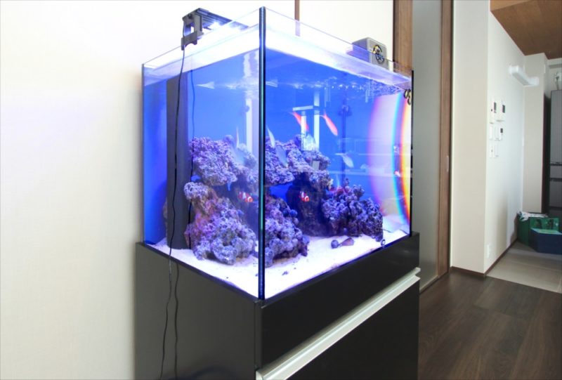 個人宅 60cm海水魚水槽 販売・メンテナンス事例 世田谷区 水槽画像3
