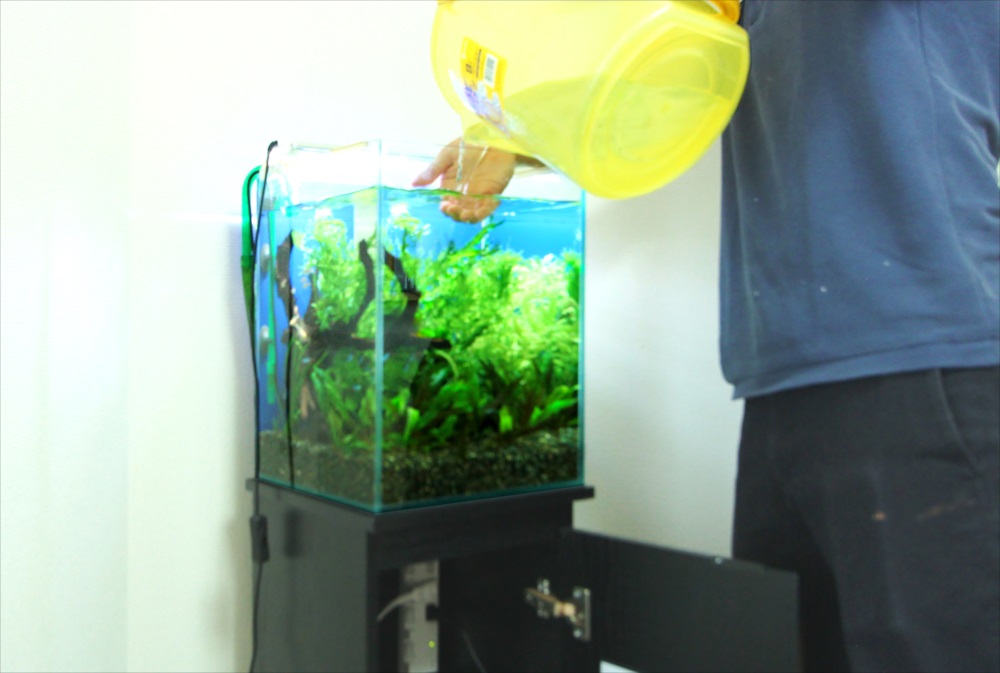 黄色いバケツで水草水槽に注水する様子