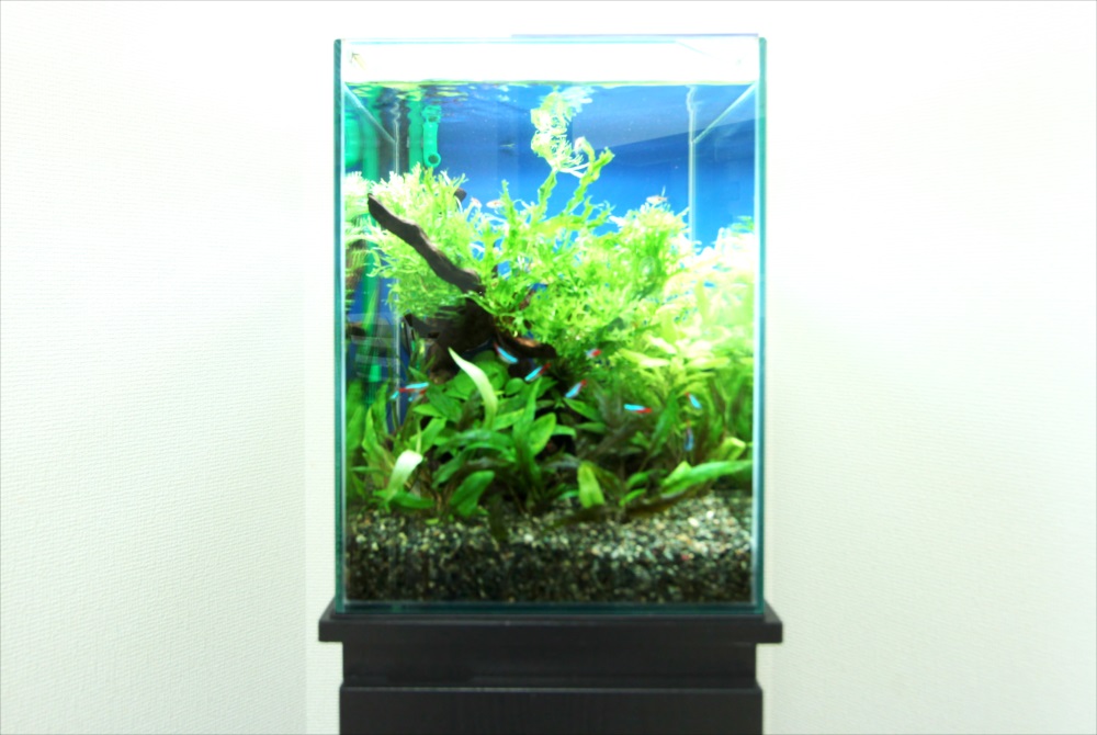 個人宅 30cm淡水魚水槽 水槽アップ画像