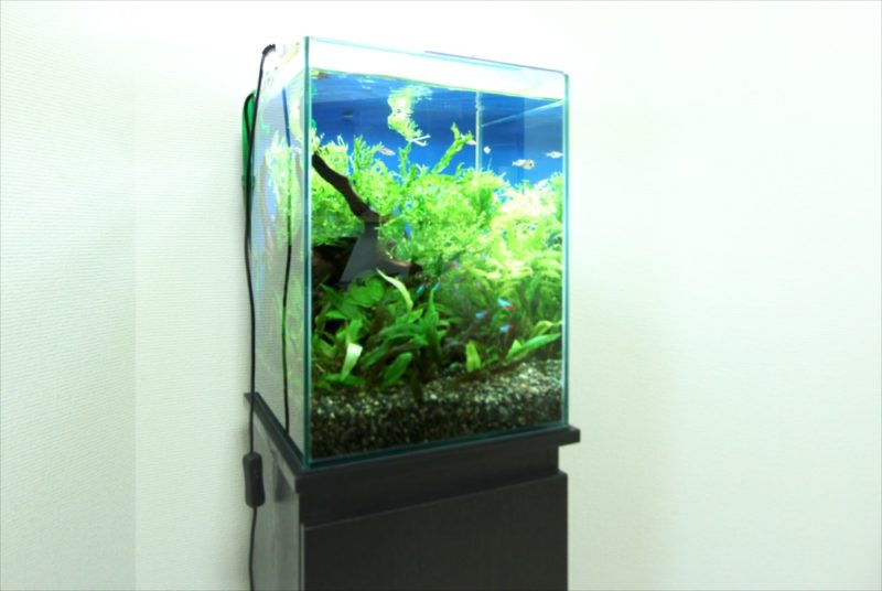お試しから本契約へ　個人宅　30cm淡水魚水槽レンタル事例 水槽画像３