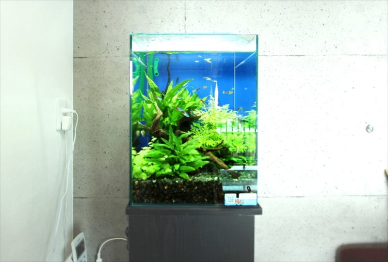 無料お試しキャンペーン紹介！30cm淡水魚水槽レンタル事例 水槽画像３