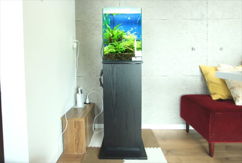 無料お試しキャンペーン紹介！30cm淡水魚水槽レンタル事例 水槽画像１