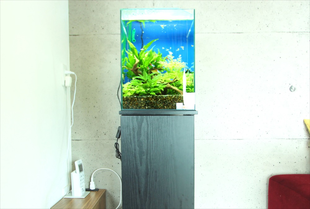 個人宅 お試し30cm淡水魚水槽 アップ斜め画像