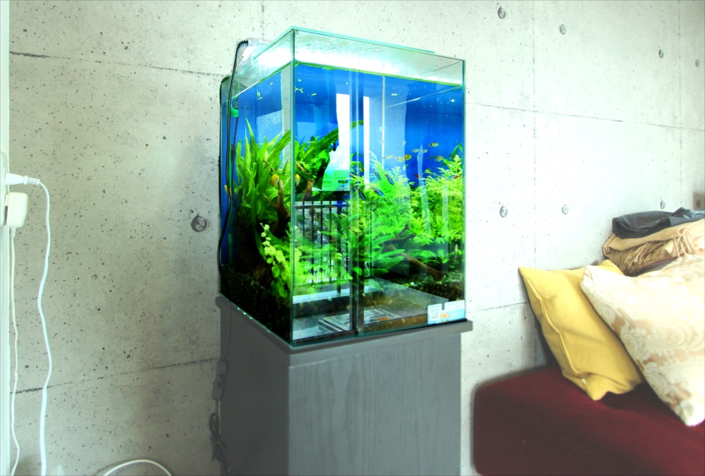 個人宅 お試し30cm淡水魚水槽 斜めアップ画像
