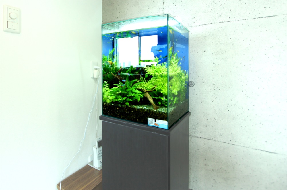 個人宅 お試し30cm淡水魚水槽 斜め画像