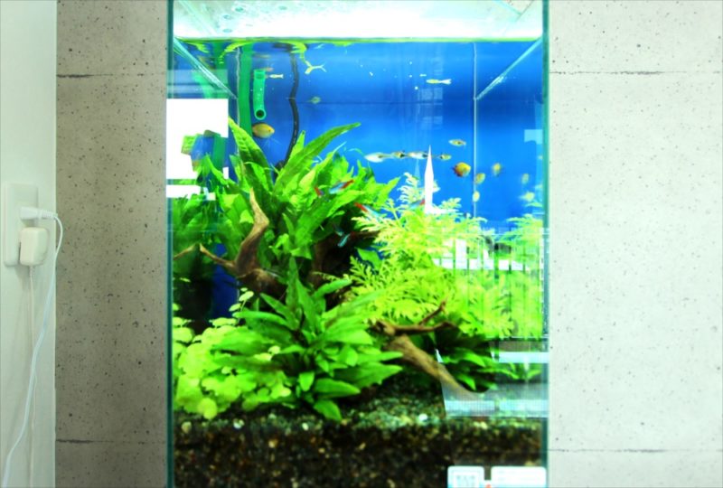 無料お試しキャンペーン紹介！30cm淡水魚水槽レンタル事例 水槽画像４