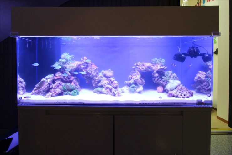 青い照明に照らされた海水魚水槽とライブロックのレイアウト