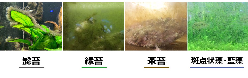 東京アクアガーデンのコケ対策！コケの種類