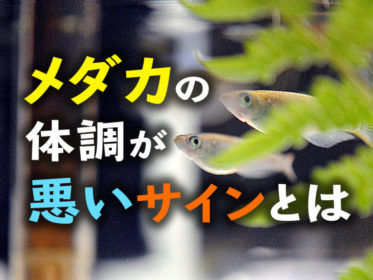 メダカの体調が悪いサインとは！