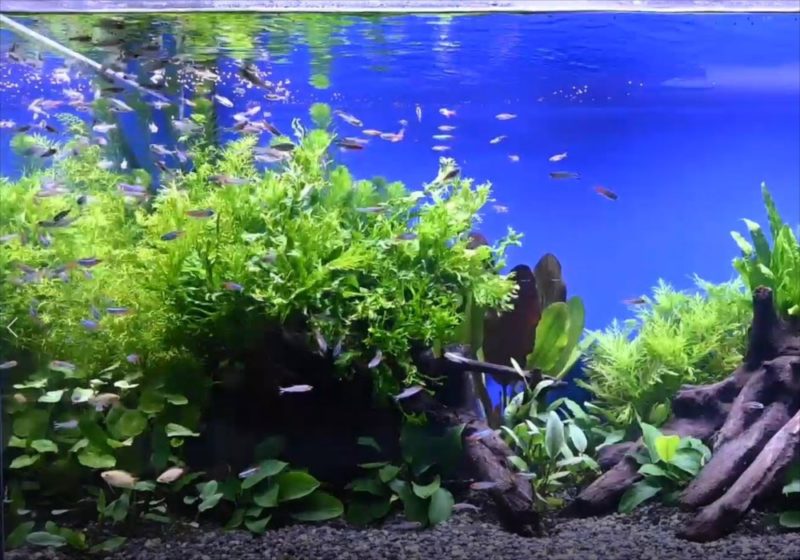 YouTube撮影用 美しい淡水魚水槽をご覧ください 水槽画像2