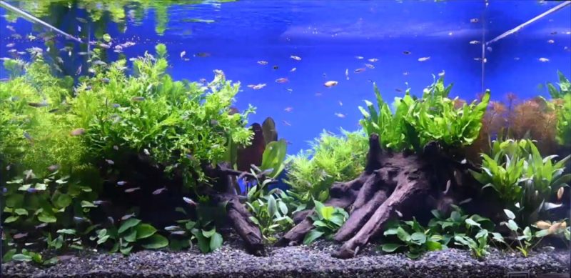 YouTube撮影用 美しい淡水魚水槽をご覧ください 水槽画像4