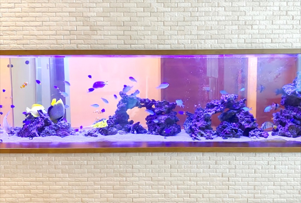 整形外科　壁埋め込み型　海水魚水槽　正面画像