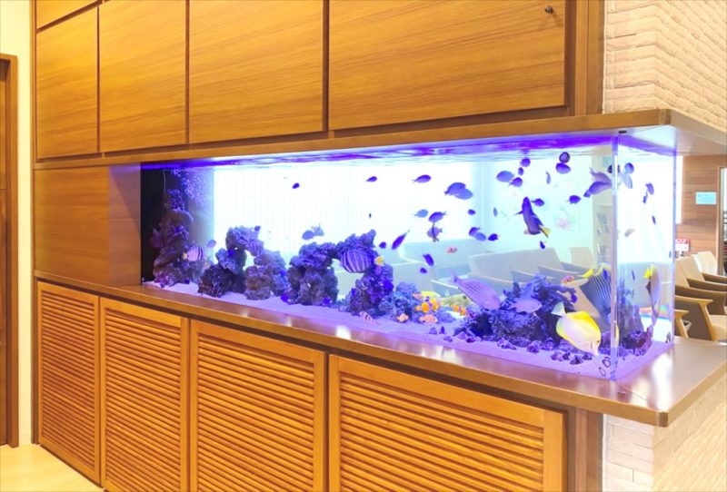 整形外科クリニック 壁埋め込み型海水魚水槽 販売・メンテナンス事例 その後 水槽画像1