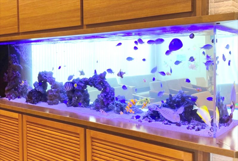 整形外科クリニック 壁埋め込み型海水魚水槽 販売・メンテナンス事例 その後 水槽画像3