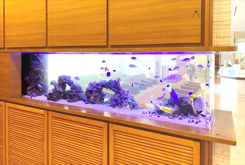 整形外科　壁埋め込み型　海水魚水槽　斜め画像
