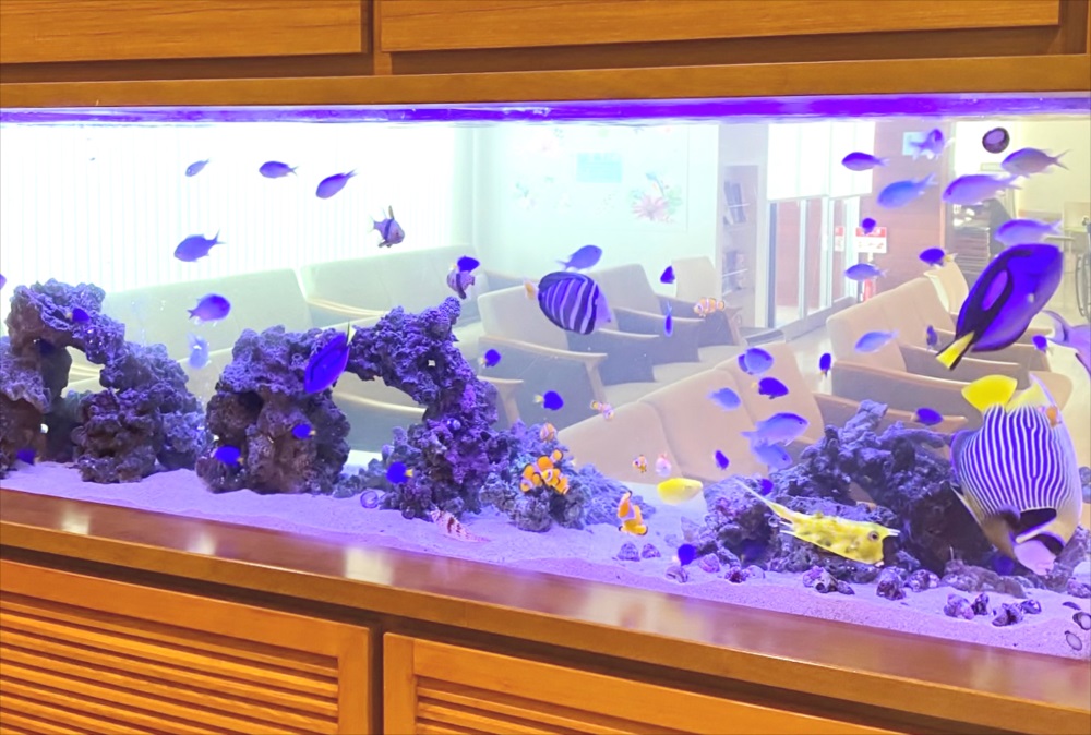 整形外科　壁埋め込み型　海水魚水槽　生体画像