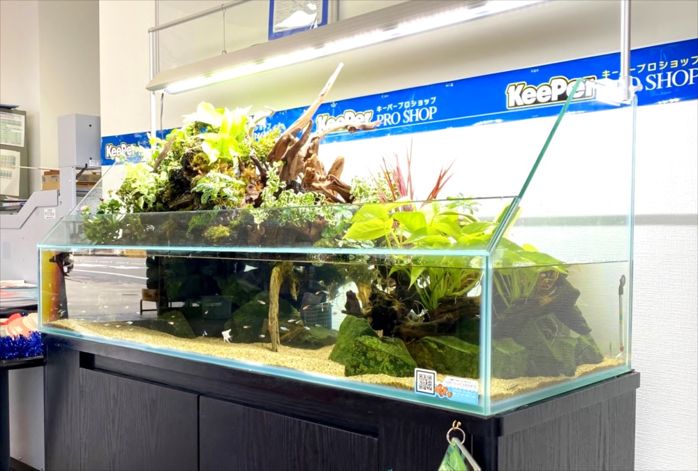 店舗　120cmアクアテラリウム　水槽斜めアップ画像