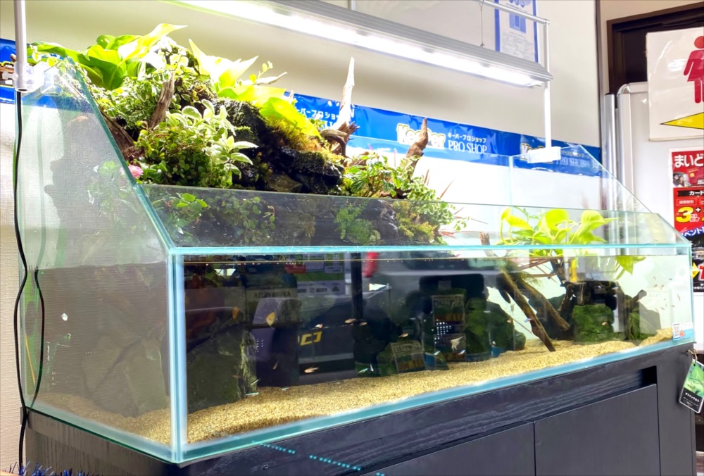 店舗　120cmアクアテラリウム水槽　斜めアップ画像
