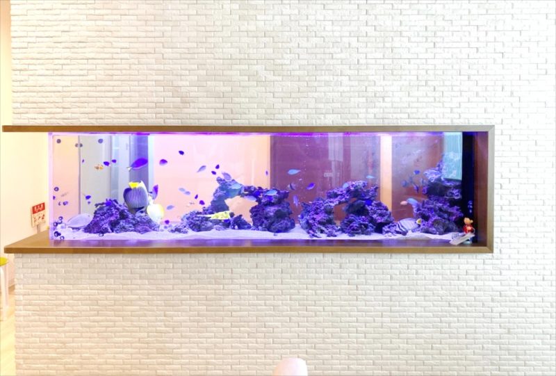 整形外科クリニック 壁埋め込み型海水魚水槽 販売・メンテナンス事例 その後 水槽画像4