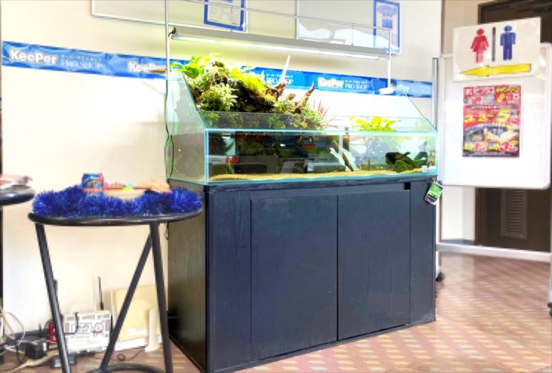 店舗 120cmアクアテラリウム水槽 レンタル事例 水槽画像3