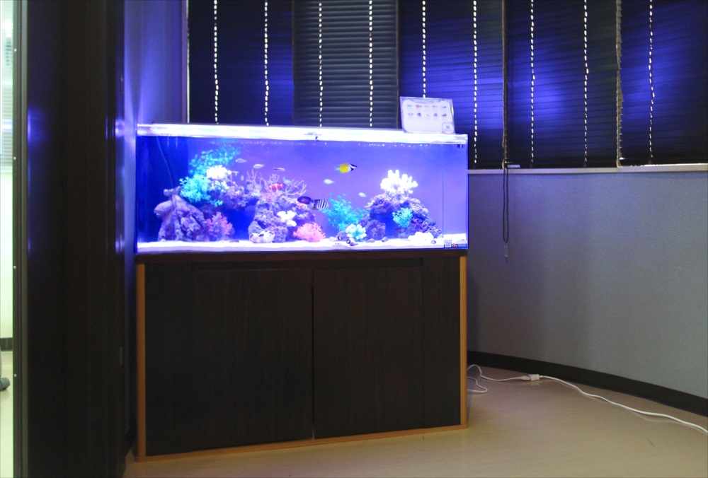 さいたま市　オフィスに120cm 海水魚水槽レンタル 事例のサムネイル画像