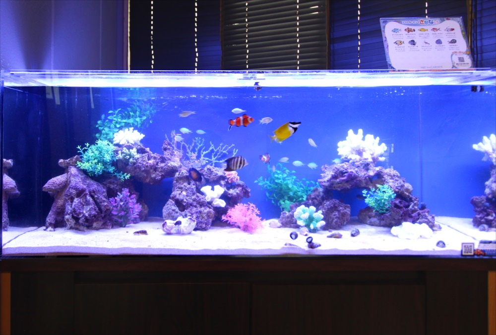 120cm海水魚水槽 オフィスに設置 生体画像