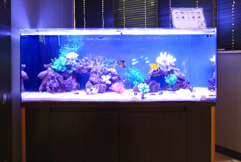 120cm海水魚水槽 オフィスに設置 全体画像