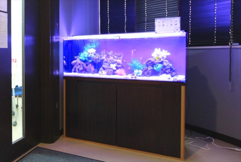 さいたま市 オフィスに120cm 海水魚水槽レンタル 事例 水槽画像3