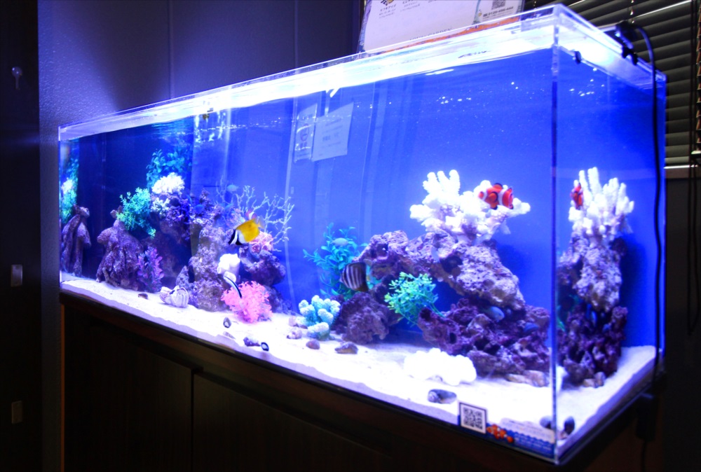 120cm海水魚水槽 オフィスに設置 斜めアップ画像
