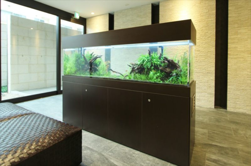 練馬区 マンションのエントランス 大型水槽リース事例 その後 水槽画像3