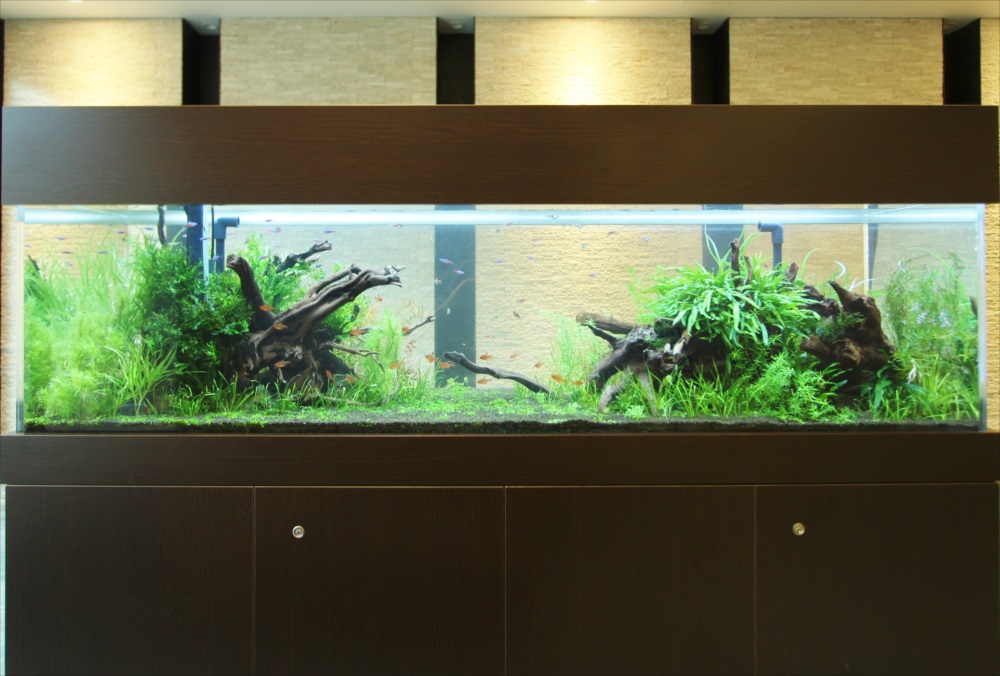 マンションのエントランス　180cm淡水魚水槽　水槽アップ画像