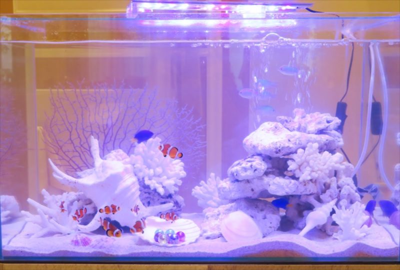 アクアリウムウェディング 水槽短期レンタル事例 水槽画像4
