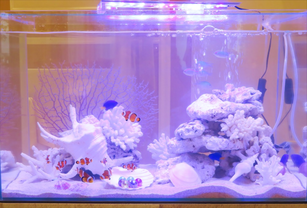 アクアリウムウェディング 60cm海水魚水槽 アップ画像
