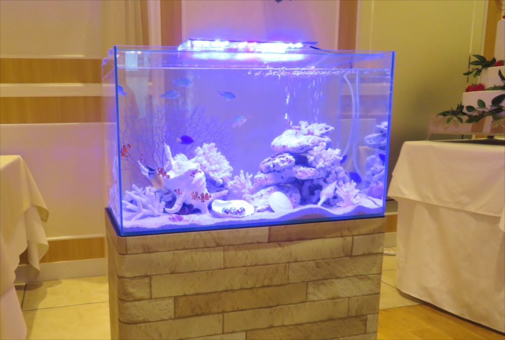 アクアリウムウェディング 60cm海水魚水槽 斜め横画像