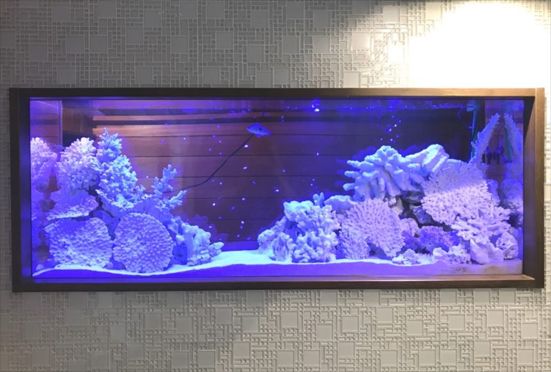 飲食店のシクリッド水槽をスポットメンテナンス 水槽画像2