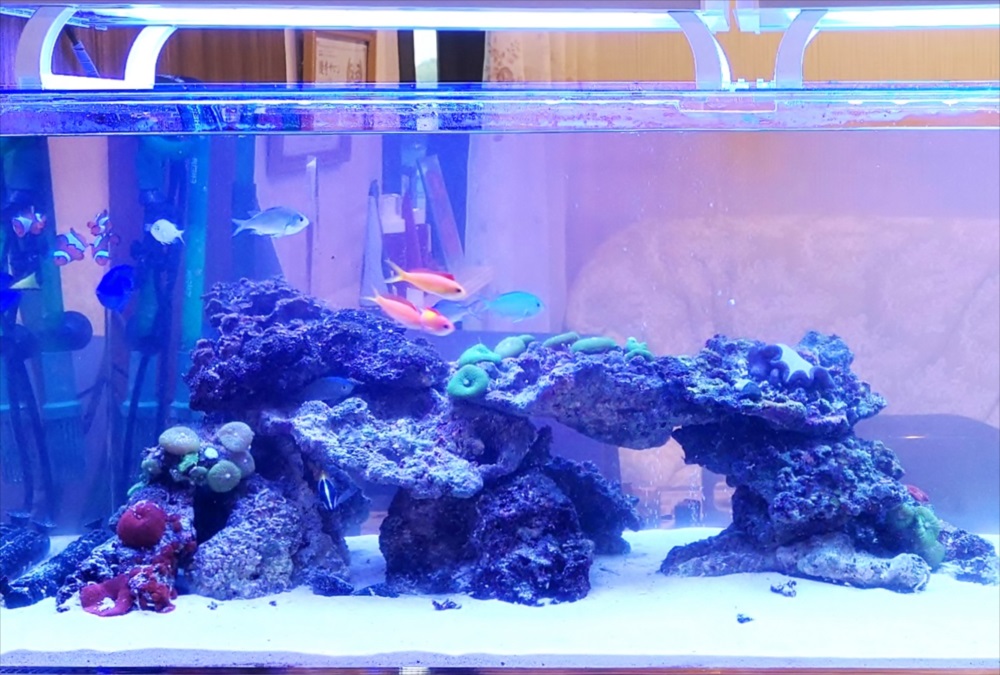 美容サロン　120cm海水魚水槽　サンゴ画像
