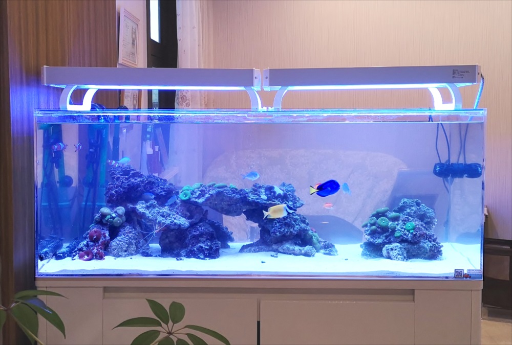 美容サロン　120cm海水魚水槽　熱帯魚画像
