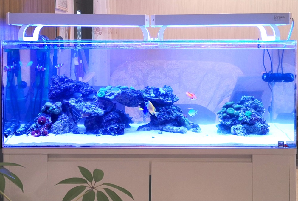 美容サロン　120cm海水魚水槽　水槽画像