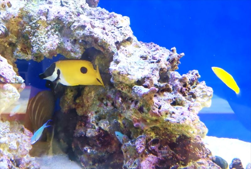 美容室 壁埋め込み型60cm海水魚水槽 販売・メンテナンス事例 その後 水槽画像5