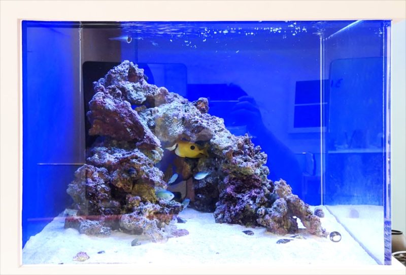 美容室 壁埋め込み型60cm海水魚水槽 販売・メンテナンス事例 その後 水槽画像4