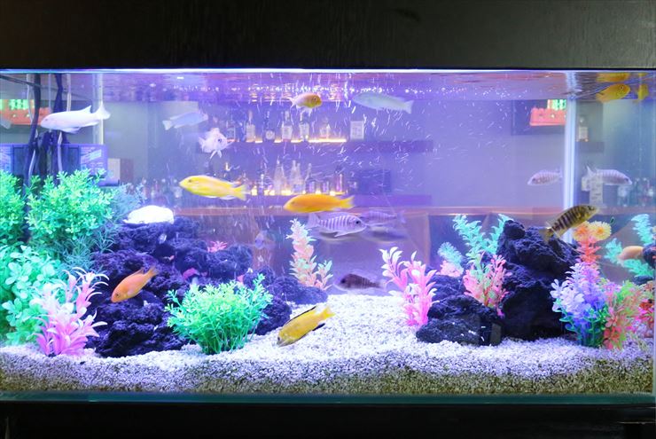 岩組と人工水草を配置した熱帯魚水槽と泳ぐシクリッド類